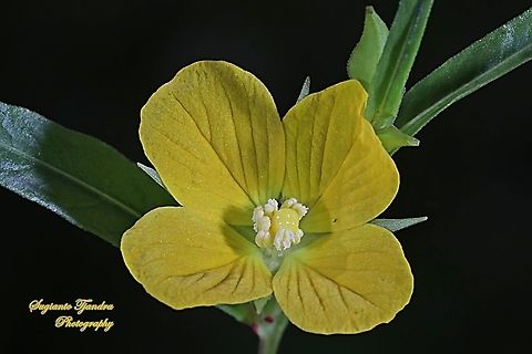 Yellow wild flowers have 4 petals (Primrose willow), Ludwigia octovalvis  Geotagged,Indonesia,Ludwigia  octovalvis,Mexican Primrose-Willow,Spring