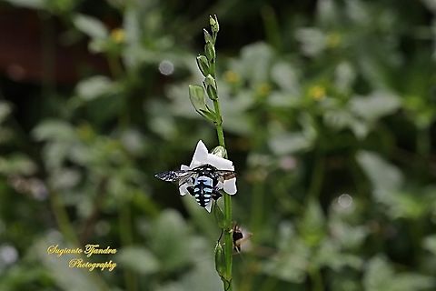 Neon cuckoo bee, Thyreus nitidulus sucking nectar on the Chinese Violet Weed flower, Asystasia gangetica  Geotagged,Indonesia,Neon cuckoo bee,Spring,Thyreus nitidulus