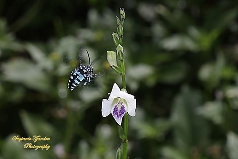 Neon cuckoo bee, Thyreus nitidulus looking for nectar on the Chinese Violet Weed flower, Asystasia gangetica  Neon cuckoo bee,Thyreus nitidulus