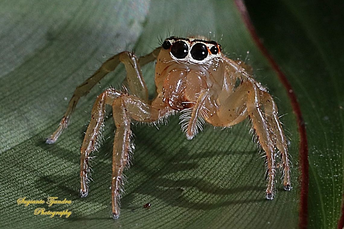 Jumping Spider, Telamonia festiva, Salticidae  Geotagged,Indonesia,Spring,Telamonia festiva