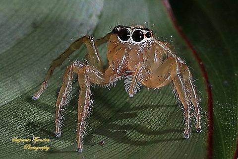 Jumping Spider, Telamonia festiva, Salticidae  Geotagged,Indonesia,Spring,Telamonia festiva