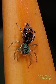 Tiny jumping spider, Cosmophasis Sp., Salticidae  Geotagged,Indonesia,Spring