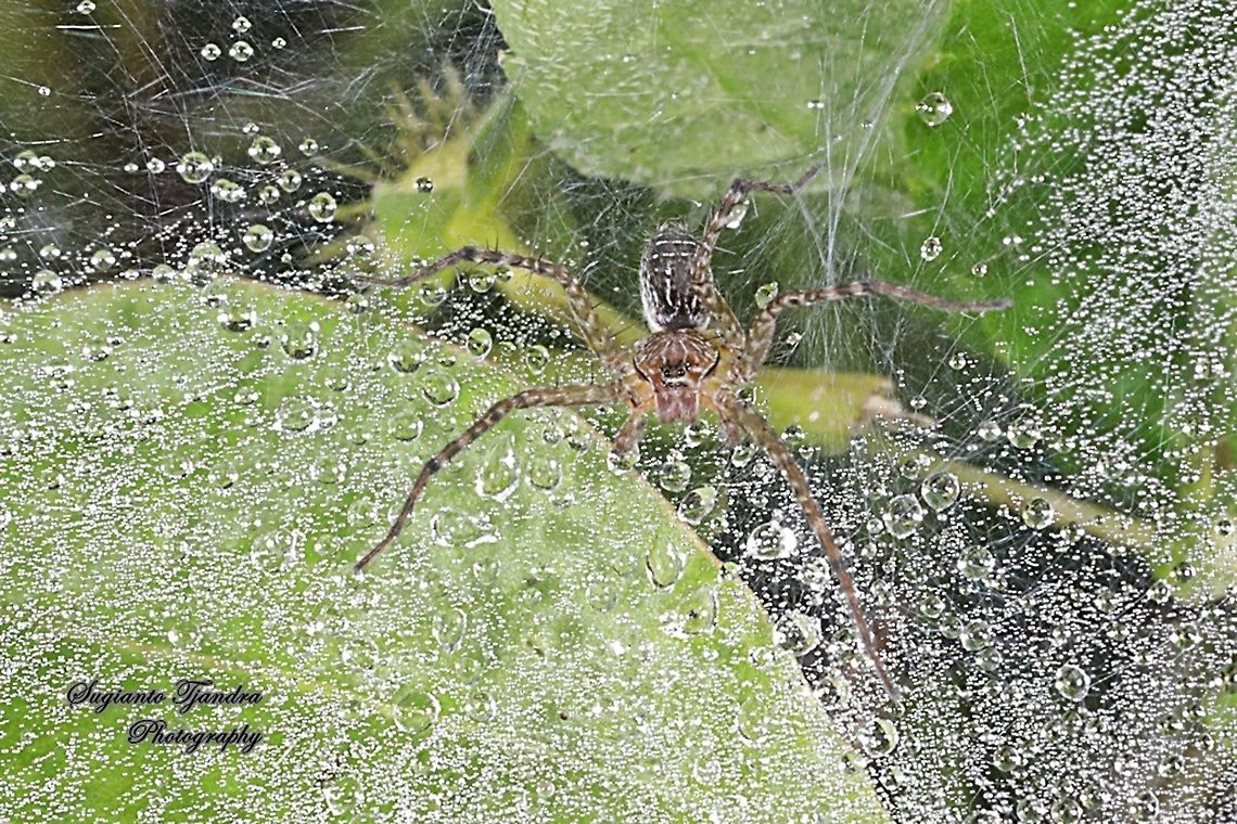 Lawn Wolf Spider, Hippasa holmerae,family Lycosidae  Geotagged,Hippasa holmerae,Indonesia,Lawn Wolf Spider,Spring