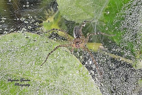 Lawn Wolf Spider, Hippasa holmerae,family Lycosidae  Geotagged,Hippasa holmerae,Indonesia,Lawn Wolf Spider,Spring