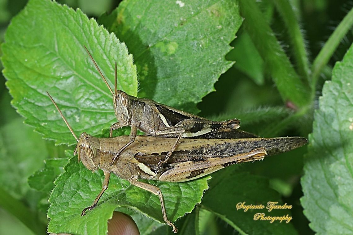 Javanese Grasshopper, Valanga nigricornis, Acrididae - mating  Geotagged,Indonesia,Javanese grasshopper,Spring,Valanga nigricornis