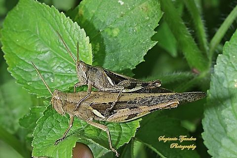 Javanese Grasshopper, Valanga nigricornis, Acrididae - mating  Geotagged,Indonesia,Javanese grasshopper,Spring,Valanga nigricornis