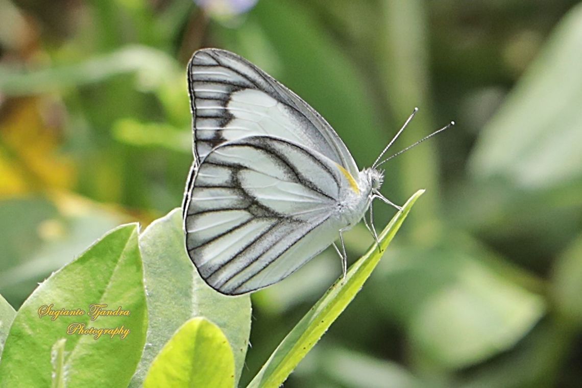 Striped Albatross Butterfly, Appias olferna olferna -male  Appias olferna,Eastern striped albatross,Geotagged,Indonesia,Spring