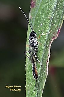 Ichneumon wasp, Ichneumonidae  Geotagged,Indonesia,Spring