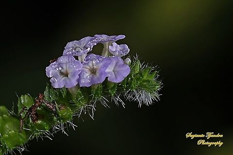 Sangketan (Indian Heliotrope), Heliotropium indicum  Geotagged,Heliotropium indicum,Indian heliotrope,Indonesia,Spring