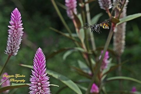 Tiger potter wasp, Vespidae flying over the Flamingo feather flower, Celosia spicata, Amaranthaceae  Geotagged,Indonesia,Spring