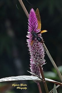 Potter Wasp, Rhynchium haemorrhoidale eating nectar (???) on the Flamingo feather flower, Celosia spicata, Amaranthaceae  Geotagged,Indonesia,Rhynchium haemorrhoidale,Spring