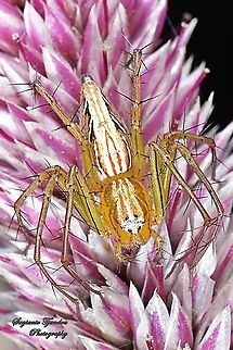 Lynx Spider, Oxyopidae sp.. - Female  Geotagged,Indonesia,Spring