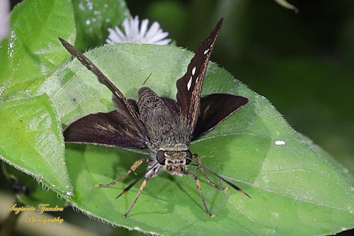 Skipper butterfly, Parnana sp.  Geotagged,Indonesia,Spring