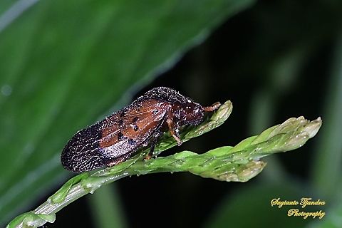 Brown Froghopper, Cercopidae  Geotagged,Indonesia,Spring