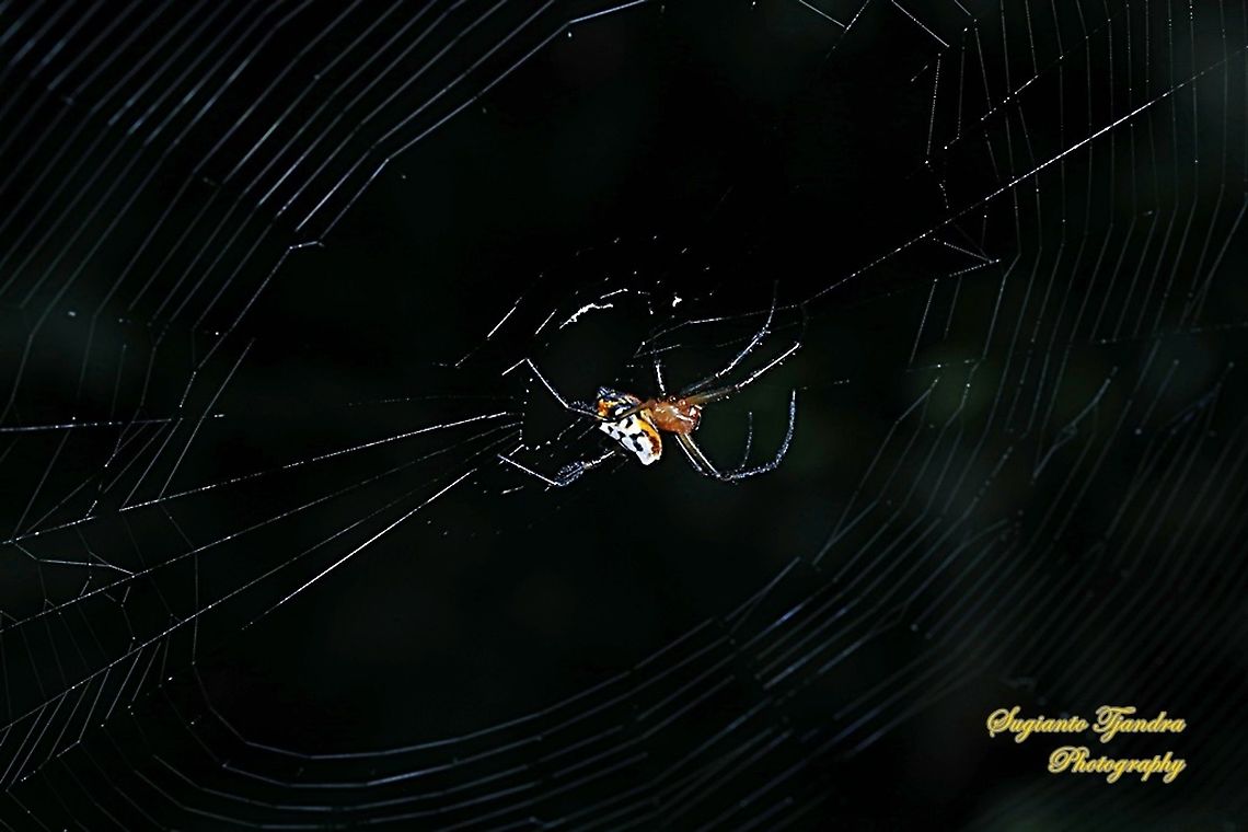 The pear-shaped leucauge Spider, Opadometa fastigata, family Tetragnathidae  Geotagged,Indonesia,Opadometa fastigata,Pear-shaped Leucauge,Spring