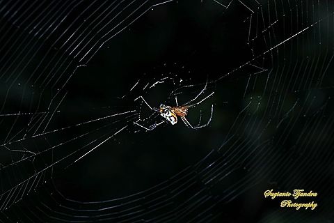 The pear-shaped leucauge Spider, Opadometa fastigata, family Tetragnathidae  Geotagged,Indonesia,Opadometa fastigata,Pear-shaped Leucauge,Spring