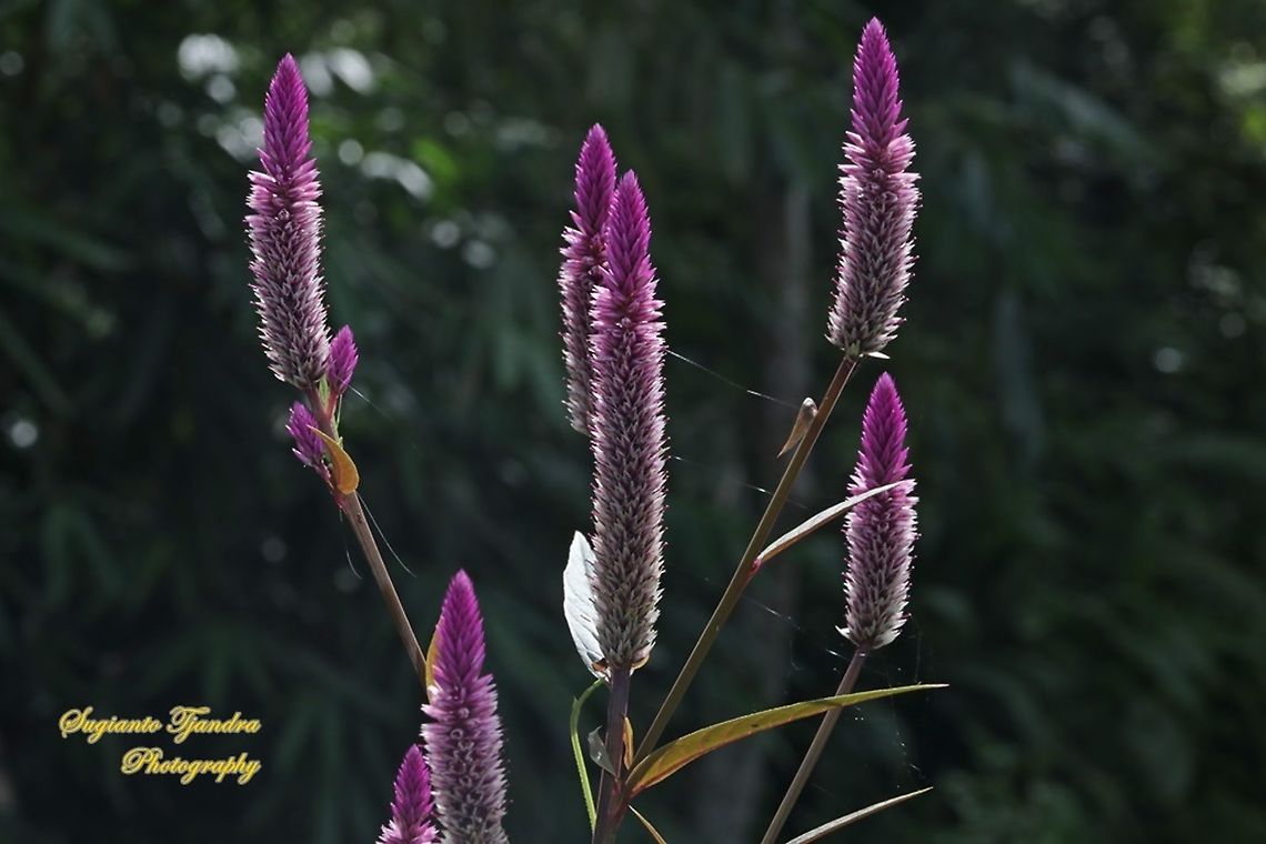 The Flamingo feather flower, Celosia spicata, Amaranthaceae  Celosia spicata,Geotagged,Indonesia,Spiked cockscomb,Spring