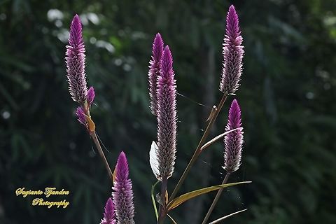 The Flamingo feather flower, Celosia spicata, Amaranthaceae  Celosia spicata,Geotagged,Indonesia,Spiked cockscomb,Spring