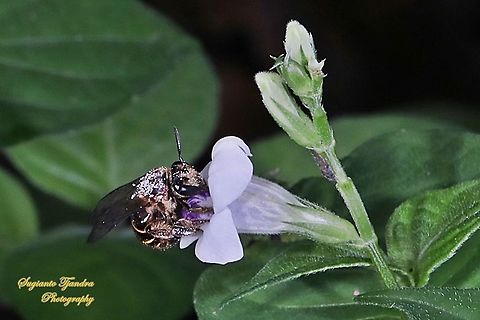 Nomia bee, Nomia Sp, family Halictidae sucking nectar on the Chinese Violet Weed flower, Asystasia gangetica  Geotagged,Indonesia,Spring