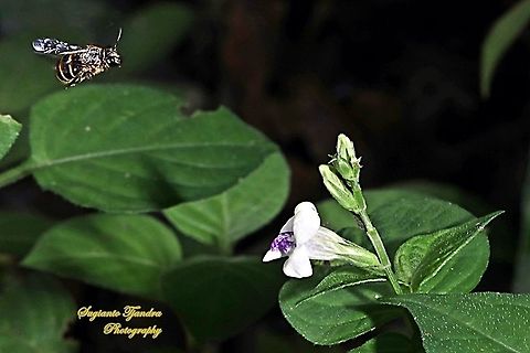 Nomia bee, Nomia Sp, family Halictidae looking for nectar on the Chinese Violet Weed flower, Asystasia gangetica  Geotagged,Indonesia,Spring
