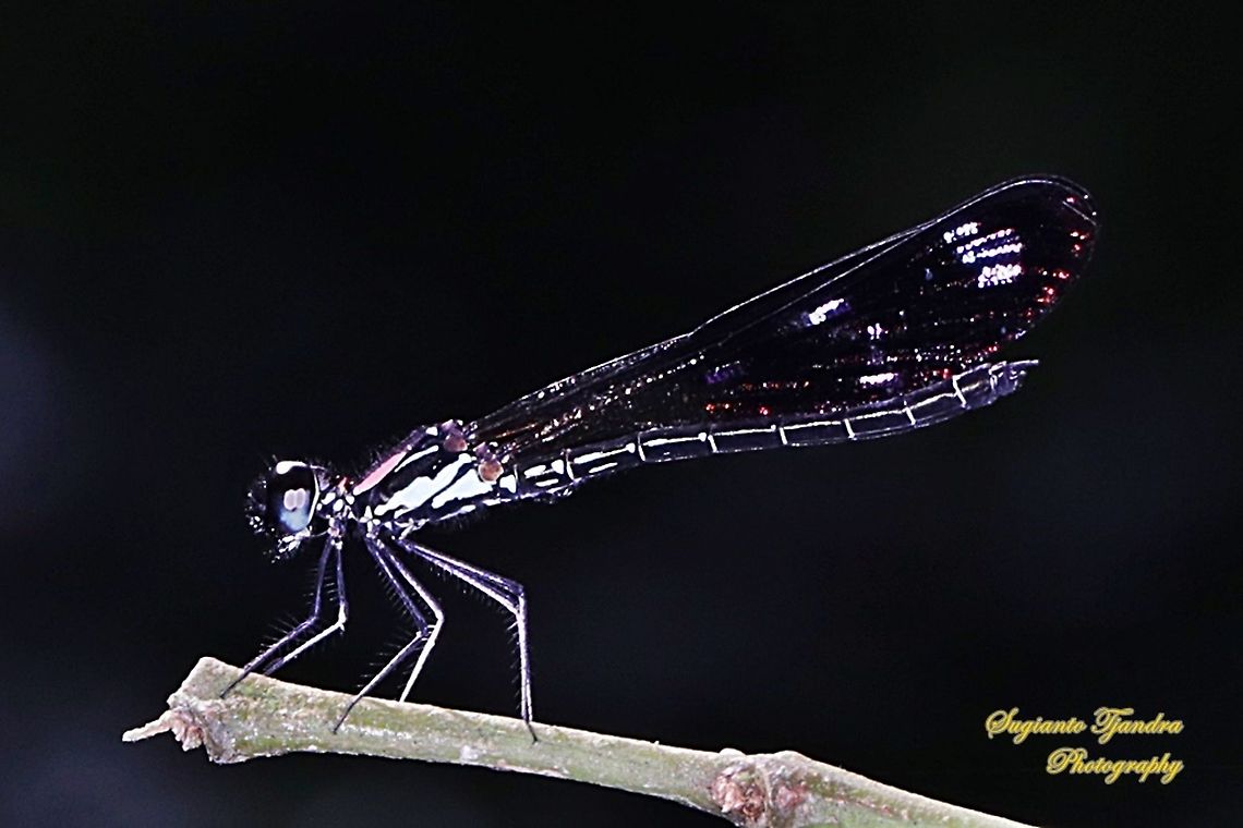 Jewel damselfly/Rhinocypha fenestrata, family Chlorocyphidae - male  Geotagged,Indonesia,Rhinocypha Fenestrata,Rhinocypha fenestrata,Spring