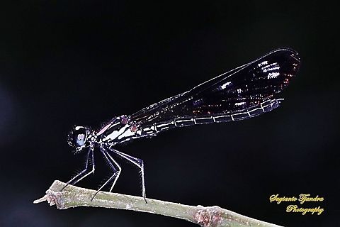 Jewel damselfly/Rhinocypha fenestrata, family Chlorocyphidae - male  Geotagged,Indonesia,Rhinocypha Fenestrata,Rhinocypha fenestrata,Spring