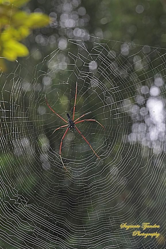 Long-jawed Orb-weaver Spider, Nephila Kuhlii  Geotagged,Indonesia,Nephila kuhlii,Spring