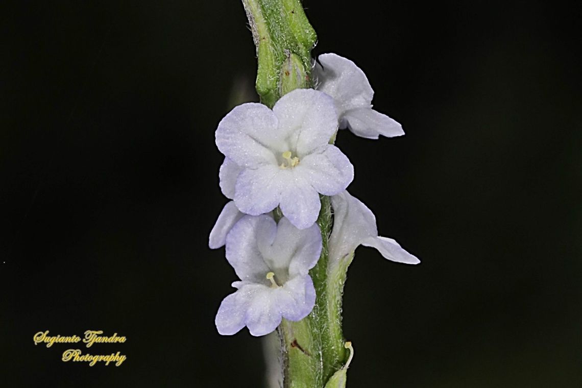 Bunga Pecut Kuda/Light-blue snakeweed flower, Stachytarpheta jamaicensis  Blue porterweed,Geotagged,Indonesia,Spring,Stachytarpheta jamaicensis