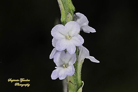 Bunga Pecut Kuda/Light-blue snakeweed flower, Stachytarpheta jamaicensis  Blue porterweed,Geotagged,Indonesia,Spring,Stachytarpheta jamaicensis