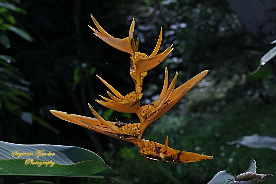 Parrot's flower, Heliconia Psittacorum Halloween  Geotagged,Heliconia psittacorum,Indonesia,Parrot's Beak,Spring