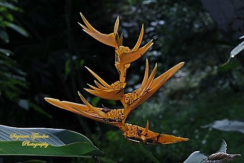 Parrot's flower, Heliconia Psittacorum Halloween  Geotagged,Heliconia psittacorum,Indonesia,Parrot's Beak,Spring