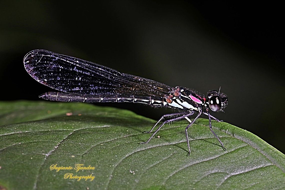 Jewel damselfly/Rhinocypha fenestrata, family Chlorocyphidae  Geotagged,Indonesia,Rhinocypha Fenestrata,Rhinocypha fenestrata,Spring