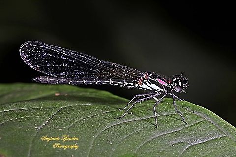 Jewel damselfly/Rhinocypha fenestrata, family Chlorocyphidae  Geotagged,Indonesia,Rhinocypha Fenestrata,Rhinocypha fenestrata,Spring
