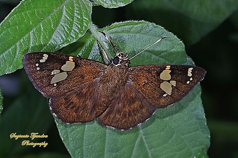 The Fulvous Pied Flat Butterfly, Pseudocoladenia dan dhyana (family Hesperiidae, subfamily Pyrginae)  Fulvous Pied Flat,Geotagged,Indonesia,Pseudocoladenia dan,Spring