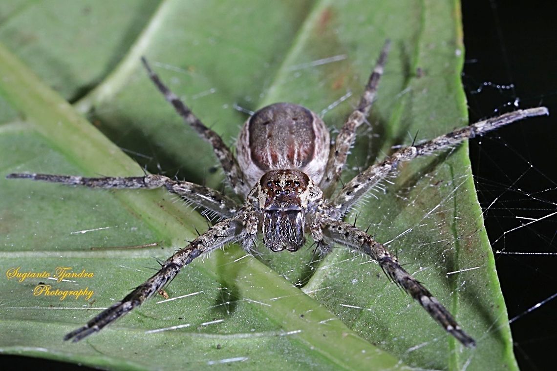 Nursery web spiders, Pisauridae Sp.  Geotagged,Indonesia,Spring