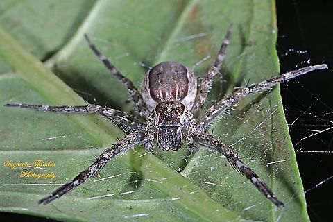Nursery web spiders, Pisauridae Sp.  Geotagged,Indonesia,Spring