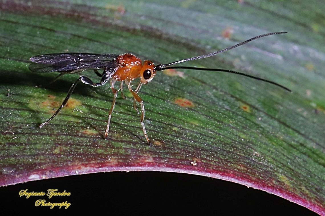 Braconid Wasp (Iphiaulax sp.,Braconidae)  Geotagged,Indonesia,Spring