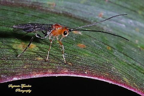 Braconid Wasp (Iphiaulax sp.,Braconidae)  Geotagged,Indonesia,Spring