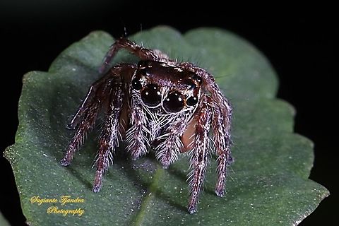Tiny jumping Spider, Salticidae  Geotagged,Indonesia,Spring