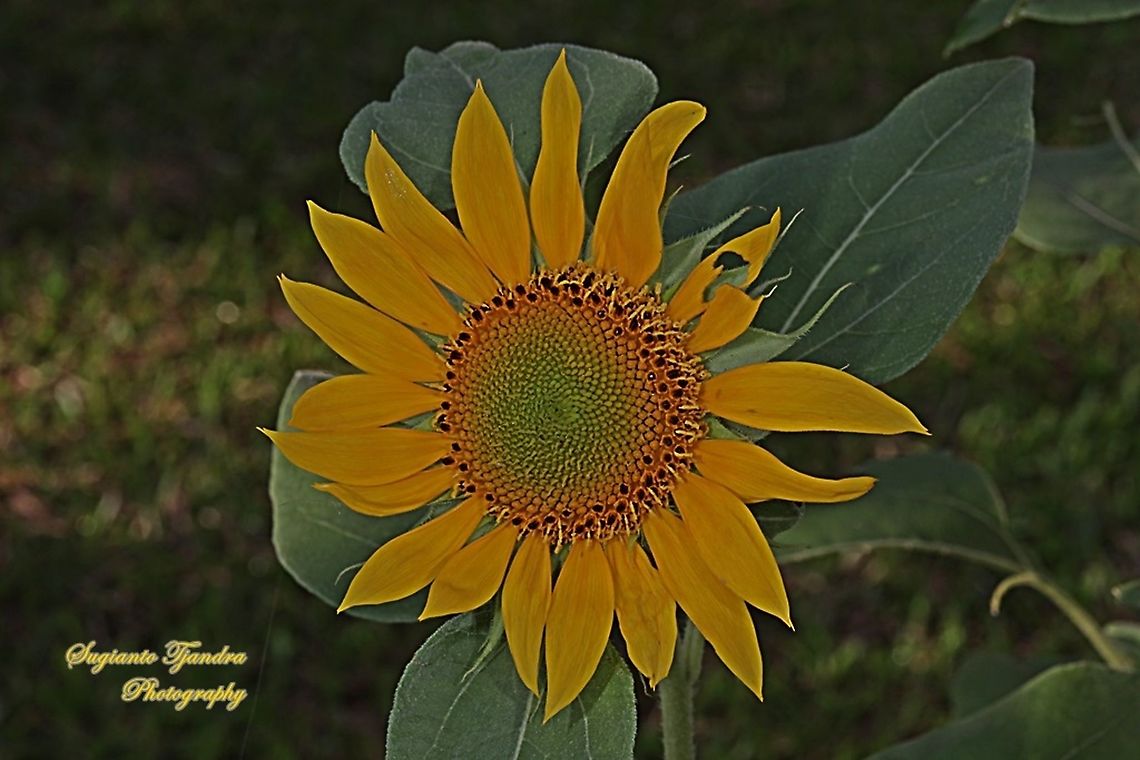 Common Sunflower, Helianthus annuus  Common sunflower,Geotagged,Helianthus annuus,Indonesia,Spring