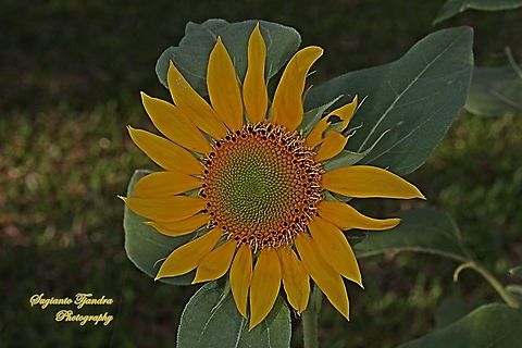 Common Sunflower, Helianthus annuus  Common sunflower,Geotagged,Helianthus annuus,Indonesia,Spring