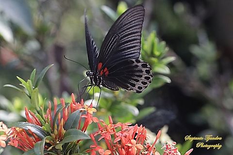 Great Mormon Butterfly, Papilio memnon memnon-Male sucking nectar on the Ashoka flower  Geotagged,Great Mormon,Indonesia,Papilio memnon,Spring