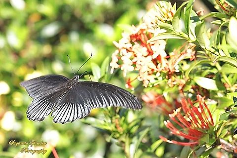 Great Mormon Butterfly, Papilio memnon memnon-Male looking for nectar on to the Ashoka flower  Geotagged,Great Mormon,Indonesia,Papilio memnon,Spring