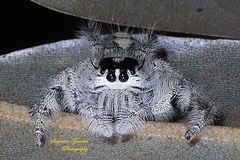 Jumping Spider, Hyllus diardi, Salticidae  Geotagged,Hyllus diardi,Indonesia,Spring