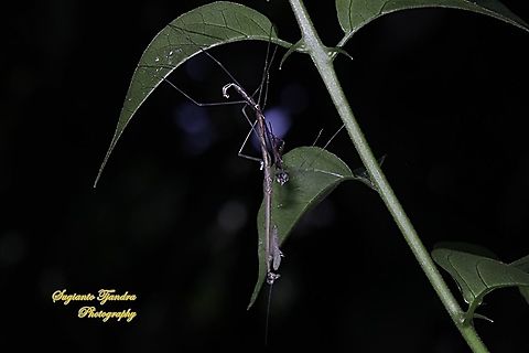 Stick Mantis, Mantidea - mating  Geotagged,Indonesia,Spring
