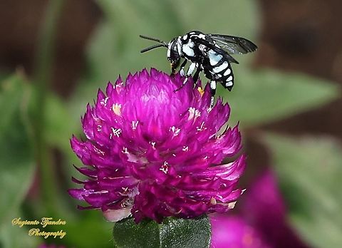 Neon cuckoo bee, Thyreus nitidulus sucking nectar on the Bachelor's Button flower, Gomphrena Globosa  Geotagged,Indonesia,Neon cuckoo bee,Spring,Thyreus nitidulus