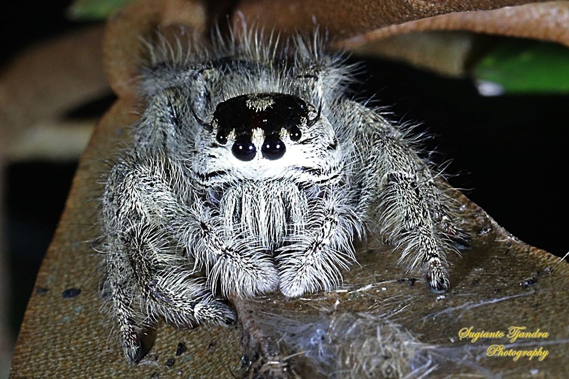 Jumping Spider, Hyllus diardi, Salticidae - female  Geotagged,Hyllus diardi,Indonesia,Spring