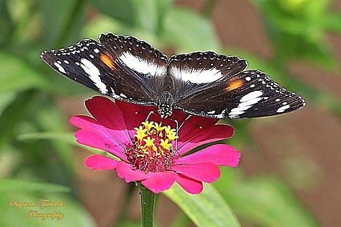 Great eggfly, Hypolimnas bolina bolina - Upperside, female sucking nectar on the Zinnia flower  Geotagged,Great eggfly,Hypolimnas bolina,Indonesia,Spring