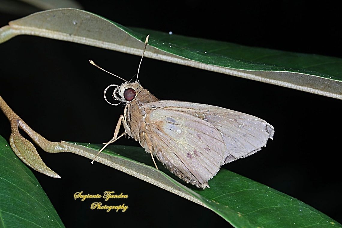 The Red-Eyed Skipper Butterfly, Hidari irava  Coconut Skipper,Geotagged,Hidari irava,Indonesia,Spring