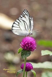 Striped Albatross Butterfly, Appias olferna olferna - male sucking nectar on the Globe amaranth flower, Gomphrena Globosa  Appias olferna,Eastern striped albatross,Geotagged,Indonesia,Spring